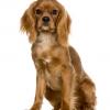 Cavalier King Charles Spaniel