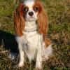 Cavalier King Charles Spaniel