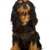 Cavalier King Charles Spaniel