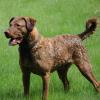 Chesapeake Bay Retriever