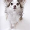 Chihuahua (Long coat)