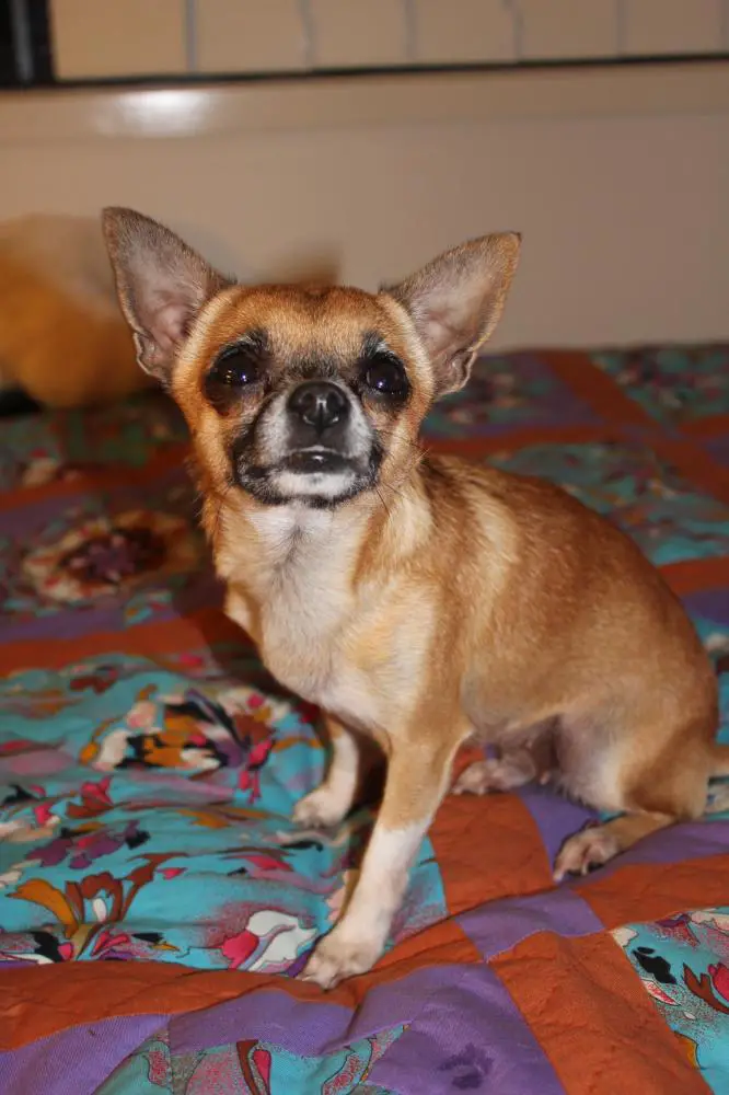 tinkerbell