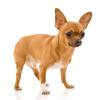 Chihuahua (Short coat)