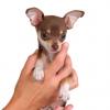 Chihuahua (Short coat)