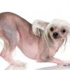 Chinese Crested (Hairless)