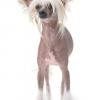 Chinese Crested (Hairless)