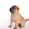Chinese Shar-Pei