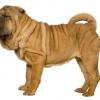 Chinese Shar-Pei