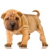 Chinese Shar-Pei