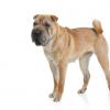 Chinese Shar-Pei