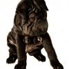 Chinese Shar-Pei
