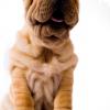 Chinese Shar-Pei