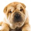 Chinese Shar-Pei