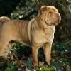 Chinese Shar-Pei