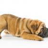 Chinese Shar-Pei