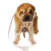 Chinese Shar-Pei