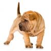 Chinese Shar-Pei