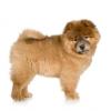 Chow Chow (Rough)
