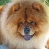 Chow Chow (Rough)