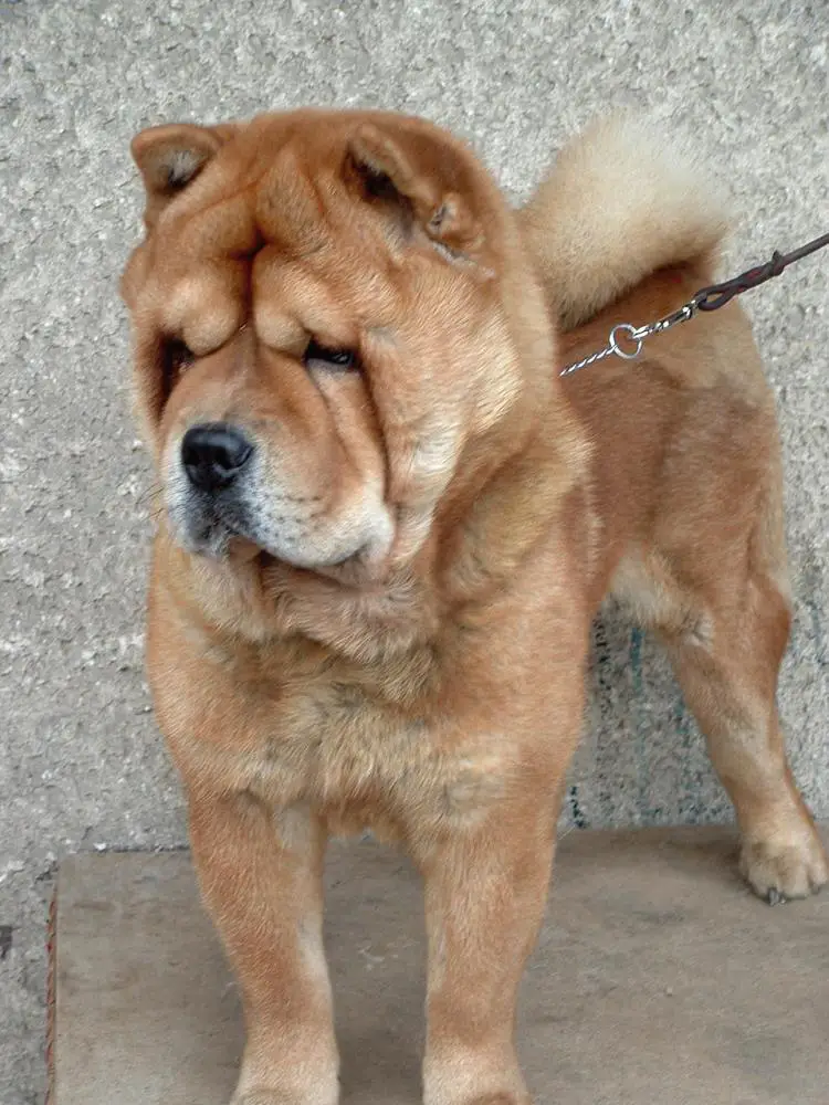 Chow Chow (Smooth)