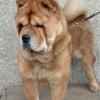 Chow Chow (Smooth)