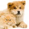 Chow Chow (Smooth)