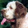 Clumber Spaniel