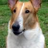 Collie (Smooth)