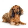 Dachshund (Longhaired)