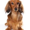 Dachshund (Longhaired)