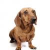 Dachshund (Smooth)