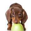 Dachshund (Smooth)