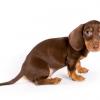 Dachshund (Smooth)