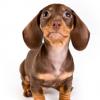 Dachshund (Smooth)