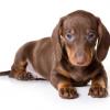Dachshund (Smooth)