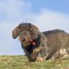 Dachshund (Wirehaired)