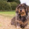 Dachshund (Wirehaired)