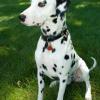 Dalmatian