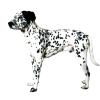 Dalmatian
