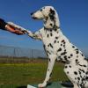 Dalmatian