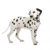 Dalmatian