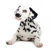 Dalmatian