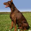 Doberman Pinscher