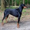 Doberman Pinscher