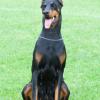 Doberman Pinscher