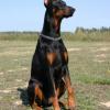 Doberman Pinscher