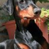 Doberman Pinscher