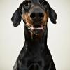 Doberman Pinscher