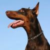 Doberman Pinscher