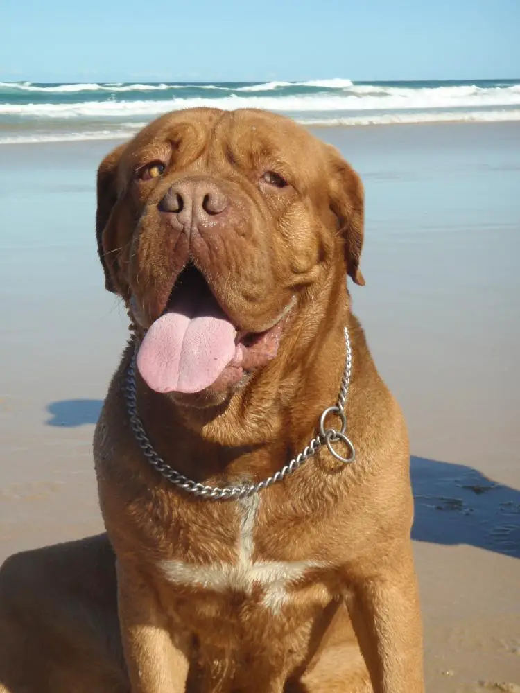 Dog de bor sale